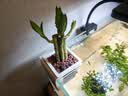 沭之美富贵竹水培客厅绿植招财旺宅花卉植物水养常青竹子文昌竹源头直发 实拍图