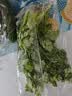带根香菜100g 实拍图