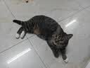 鲜朗低温烘焙猫粮 禽肉配方幼猫成猫奶糕无谷全价猫粮鲜郎 【禽肉配方】猫粮8kg(2kg*4) 实拍图
