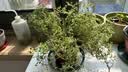 京东绿植迷迭香可食用盆栽植物西餐牛排香料室外种植百里香源头直发 实拍图