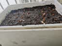 营养土养花种菜土壤有机兰花多肉植物盆栽种植椰砖土通用型 有机营养土买15斤送15斤 实拍图