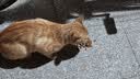 雷米高（RAMICAL） 猫粮猫猫主食主粮幼猫成猫海洋鱼味全价猫粮500g*5 实拍图