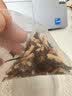 贡苑罗汉果雪梨桂花白茶320g特加白茅根独立袋泡茶 清润护嗓教师常备 实拍图