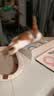 冠能猫粮室内成猫猫粮2.5kg 全价猫粮 添加膳食纤维 控制毛球 实拍图