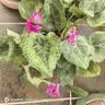 仙客来盆栽带花特大号兔子花卉植物室内重瓣蝴蝶兰四季开花好养苗 【5盆特惠】随机不同品种 仙客来5盆 实拍图