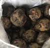 京鲜生广西荔浦马蹄 2.4斤装  广西特产 精美礼盒 脆甜可口 新鲜荸荠 实拍图