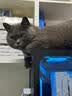 皇家猫粮 成猫猫粮 营养均衡 F32 通用粮 1-7岁 4.5KG 实拍图