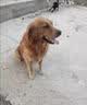 力狼狗粮 全价成犬粮 博美泰迪金毛阿拉斯加边牧大中小犬型粮 【53%肉含量-护胃健骨】鲜鸭肉梨4斤 实拍图