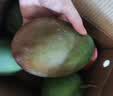 京鲜生攀枝花凯特芒净重8斤 单果400g＋ 新鲜水果 源头直发包邮 实拍图