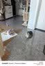 冠能猫粮成猫猫粮鸡肉味3.5kg 全价猫粮 稳固免疫 适口性强 实拍图