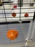 蔻丝鸟笼子鹦鹉大号少溅家用玄凤虎皮小太阳牡丹可洗澡生态别墅鸟笼 超大号72*36*117-双列两层带屋顶-2-4鹦鹉 繁殖13件套：草窝款+繁殖箱+垫料 实拍图