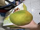 京鲜生 攀枝花【即食大果】凯特芒果 净重10斤 单果700g 5-7颗 生鲜礼盒 实拍图