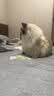 顽皮（Wanpy）顽皮经典全价主食猫罐吞拿鱼虾仁配方85g*24成猫零食主食黑金罐头 实拍图