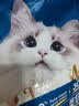 亿迪 冻干猫粮幼猫成猫全阶段布偶蓝猫布偶小包装5斤装 实拍图