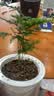 急兔四季常青盆栽水培土培绿植桌面植物易活文竹含早安盆源头直发 实拍图