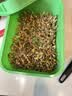 杰凯诺豆芽发芽器发豆芽神器发芽盆专用育苗盘水培种菜盆 绿色带盖 实拍图
