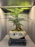 幼薇文竹盆栽植物室内绿化四季迷你办公室绿植摆件桌面好养创意小盆景 文竹盆景+如意陶瓷盆+方形底盘 带盆栽好 实拍图
