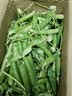中鲜生 云南新鲜豌豆 甜豌豆新鲜蔬菜现摘豆角 净重3斤装【尝鲜装】鲜嫩饱满 实拍图