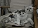 维克（Virbac）耳漂滴耳液狗狗猫咪预防耳螨清洁耳道洗耳液犬猫耳部清洁宠物滴耳液 60ml 实拍图