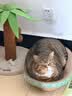 疯狂的主人圆形猫抓板窝耐磨不掉屑猫窝一体猫咪抓盆大号抓不烂猫爪板耐抓 实拍图