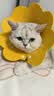 维克（Virbac）耳漂滴耳液狗狗猫咪预防耳螨清洁耳道洗耳液犬猫耳部清洁宠物滴耳液 60ml 实拍图