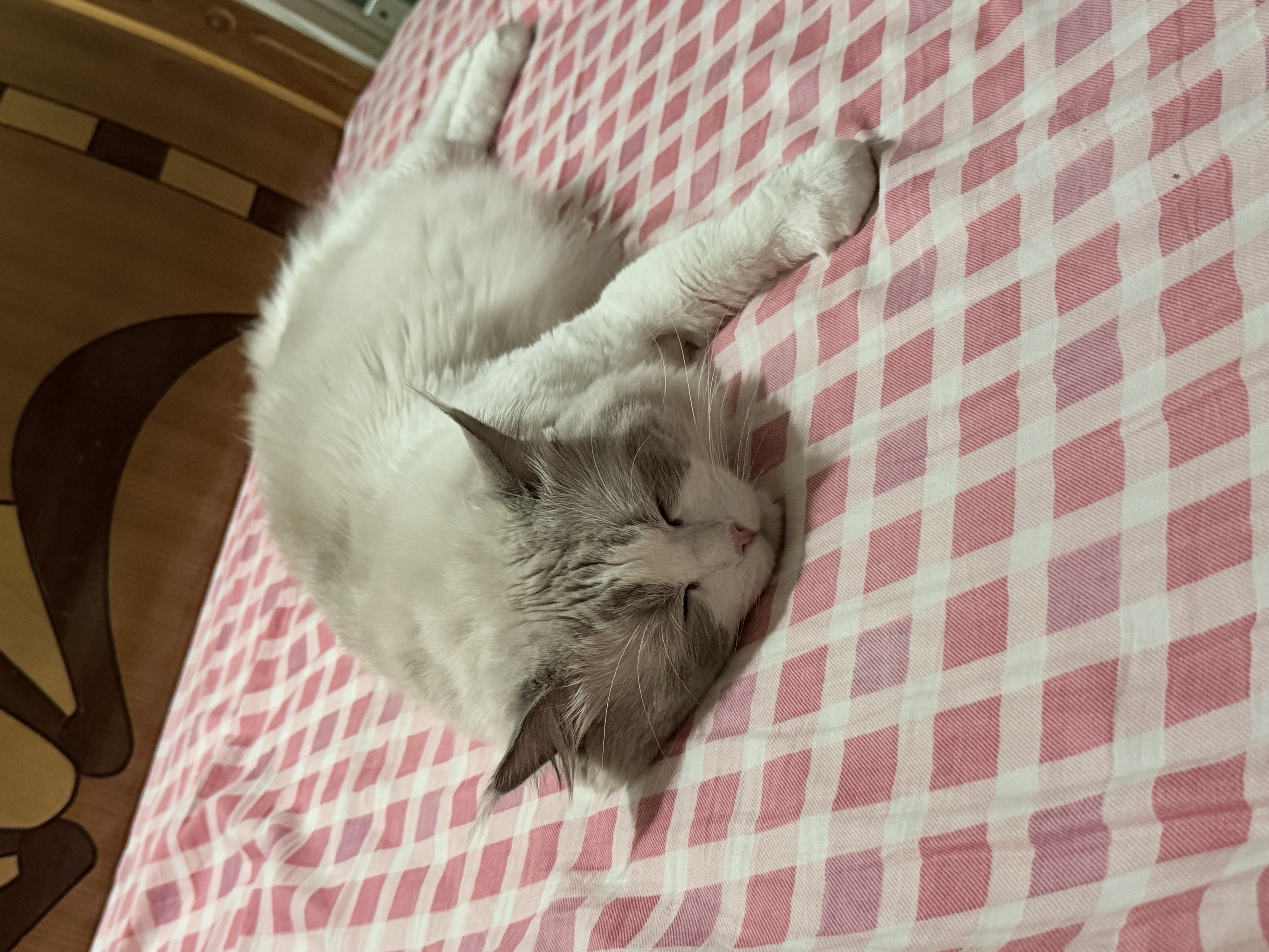 好主人猫条猫咪零食 喵舔酱火腿肠猫罐头白肉汤罐成猫幼猫通用营养开胃 喵舔酱10g*40条 实拍图