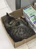 伟嘉猫粮 宠物成猫粮海洋鱼味300g单包尝鲜装 实拍图