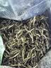 贡苑2026新茶头采芽珍品信阳毛尖200g 高端明前嫩芽绿茶茶叶中秋礼品 实拍图