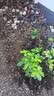 德沃多纯草木灰2.5kg纯正钾肥农家肥有机肥料植物营养土壤种植土有机肥 实拍图