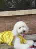 疯狂小狗中大型犬狗粮成幼犬10kg宠物金毛彩虹魔方鸭肉&三文鱼犬粮20斤 实拍图