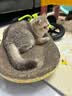 【京东快递】猫抓板磨爪圆形椭圆形瓦楞纸抓盆大号耐抓磨玩睡一体 一夜暴富椭圆60cm 送猫咪必备猫薄荷 实拍图