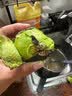 秘鲁进口哈斯新鲜牛油果大果巨无霸鳄梨应季水果健身搭子辅食批发 4枚 单果净重100-130克 实拍图