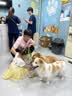 来旺兄弟宠物剃毛器专业留毛6mm狗狗电推剪长毛宠中大型犬夏季修毛器 实拍图