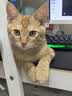 麦富迪猫粮 超肉粒冻干双拼幼猫粮免疫护肠胃 三文鱼2kg 实拍图
