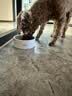 朗亲狗粮冻干双拼金毛泰迪成犬幼犬小中大型犬通用型狗干粮7.5kg 实拍图