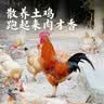 杨博士 皖南散养土鸡仔公鸡2只 净重2斤及以上 整鸡带鸡胗鸡心源头直发 实拍图