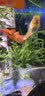 绿菊水草植物真草蜈蚣草绿植净化水质阴性增氧水草懒人鱼缸造景 麓角茸一杯 实拍图