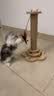 HELLOJOY猫抓柱实木剑麻猫抓板猫架猫咪玩具解闷磨爪猫抓柱立式猫树猫爬架 实拍图