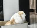 pidan猫砂 豆腐猫砂2.4kg*6包强力吸臭纯猫砂 可冲厕所非膨润土砂 实拍图