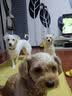 疯狂小狗狗粮幼犬成犬全价粮10kg 金毛泰迪中大型小型通用鸭肉梨20斤 实拍图