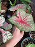 精忠报国植物补光灯大棚蔬菜花卉led室内绿植专用仿太阳全光谱园林生长灯 【仿太阳全光谱补光灯】白-30W 配3米灯头线 实拍图