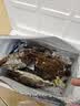 【冷冻】鲜喜利梭子蟹鲜活特大野生舟山大螃蟹海鲜蟹水产飞蟹白蟹 7-9两/只【净重5斤舟山直发 顺丰到家】 实拍图