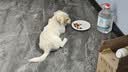 麦富迪狗狗零食 奢华营养鸭肉干1200g成幼犬磨牙训练奖励解馋宠物零食 实拍图