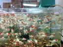 阔庭（KUOTING）鱼缸水族箱客厅桌面生态透明造景家用带灯懒人制氧过滤金鱼缸黑色 实拍图