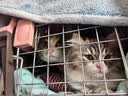 喵先生【带挂碗+垫板】宠物航空箱大号狗猫托运箱猫咪狗狗航空箱运输箱 一号PLUS 建议18斤以内 实拍图