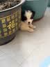 冠能狗粮大中型犬幼犬狗粮12kg 全价狗粮 添加牛初乳 实拍图