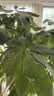 史丹利发财树营养液肥料专用肥防治黄叶枯叶烂根室内盆栽植物通用500ml 实拍图