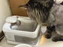派兮宠物智能无线恒温饮水机双重恒温抑菌猫咪饮水机不插电猫狗通用 实拍图