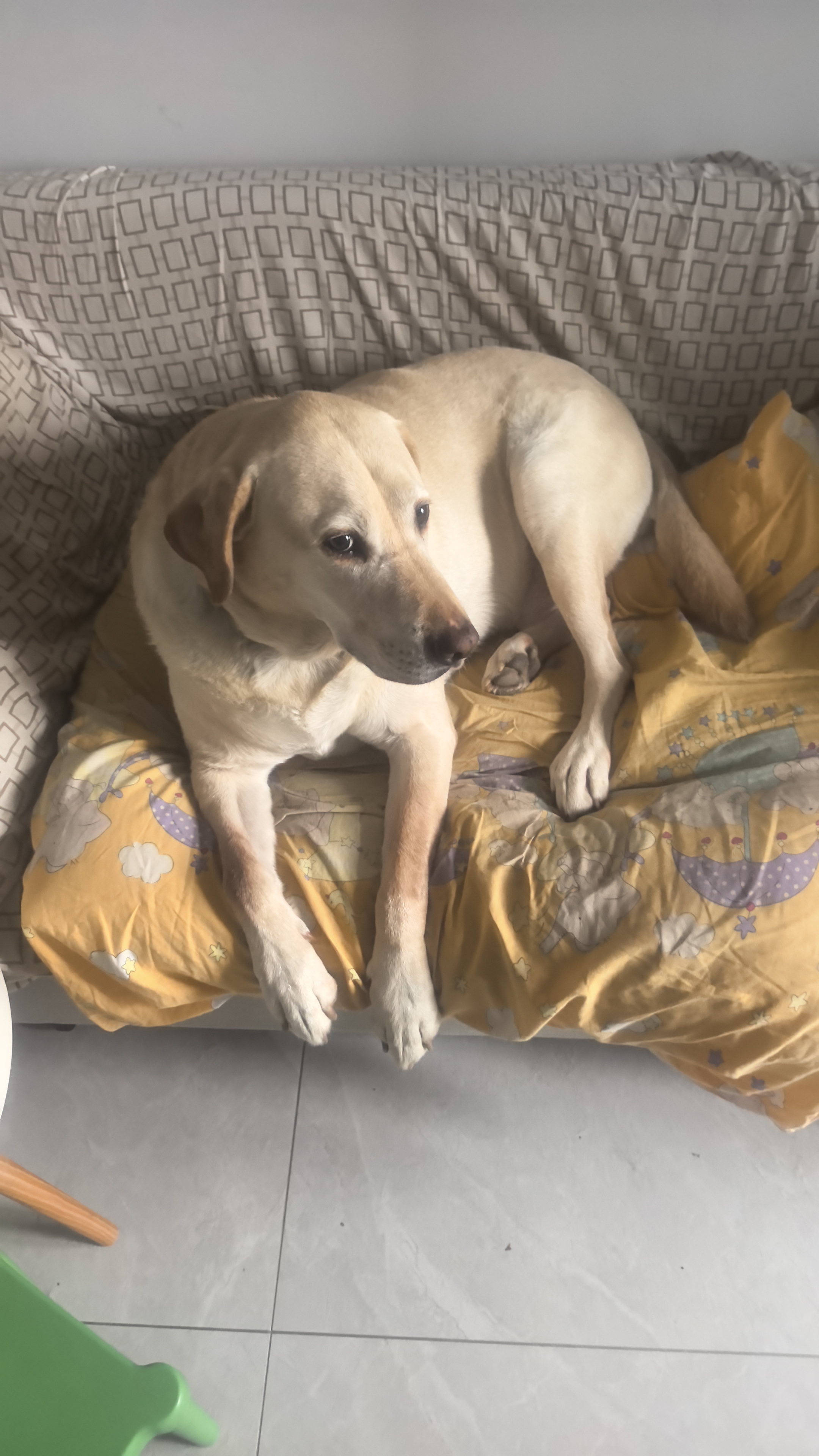 伯纳天纯中大型犬全价成年犬粮金毛宠物主粮羊肉蔓越莓15kg囤货装 实拍图