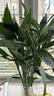 花翁带根富贵竹水培植物客厅招财旺宅花卉绿植盆栽竹子文昌竹源头直发 实拍图